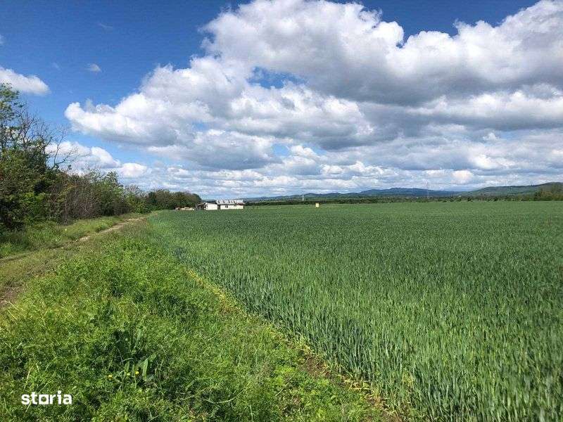 Teren arabil agricol Zamfira langa Ploiesti 7.300 mp cu 19.000,- Euro - Imagine principală: 4/6