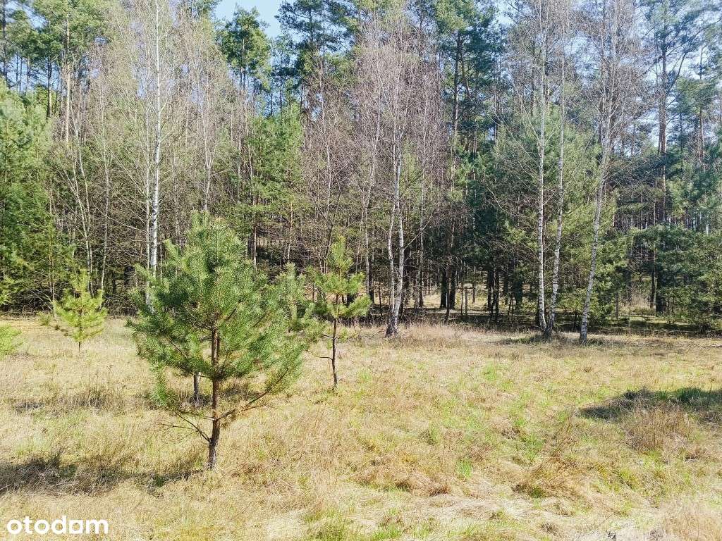 Piękna działka z MPZP spokojna okolica, lasy i jeziora, Silna/Pszczew - Pełny obrazek: 5/9