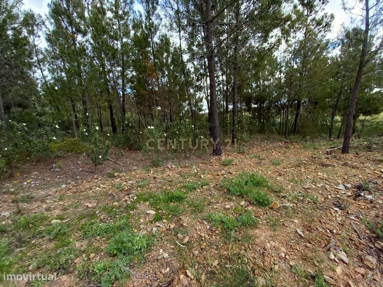 Terreno Rustico Ninho do Açor - Grande imagem: 5/19