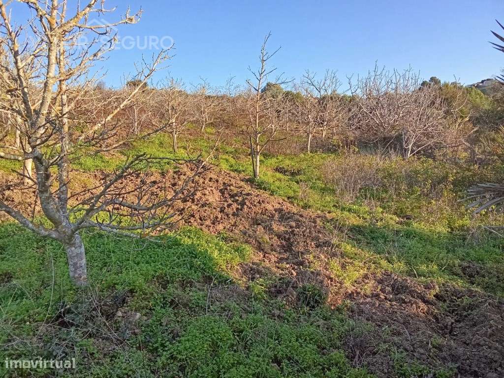 Terreno rústico em Vale Serrão, Pereiro de Palhacana, Alenquer-22