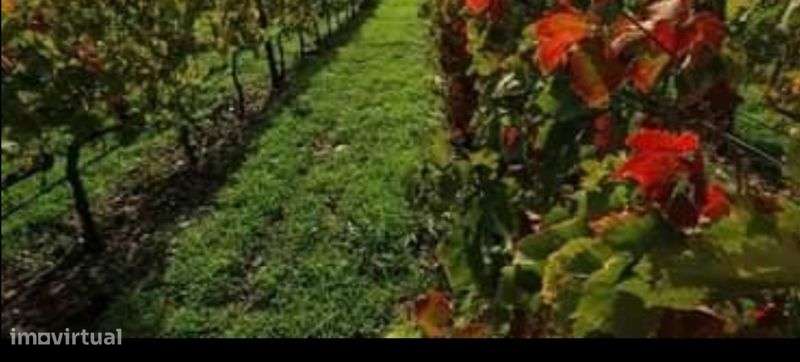 Quinta com nascente de água mineral 45Litros p/minuto - Grande imagem: 4/10