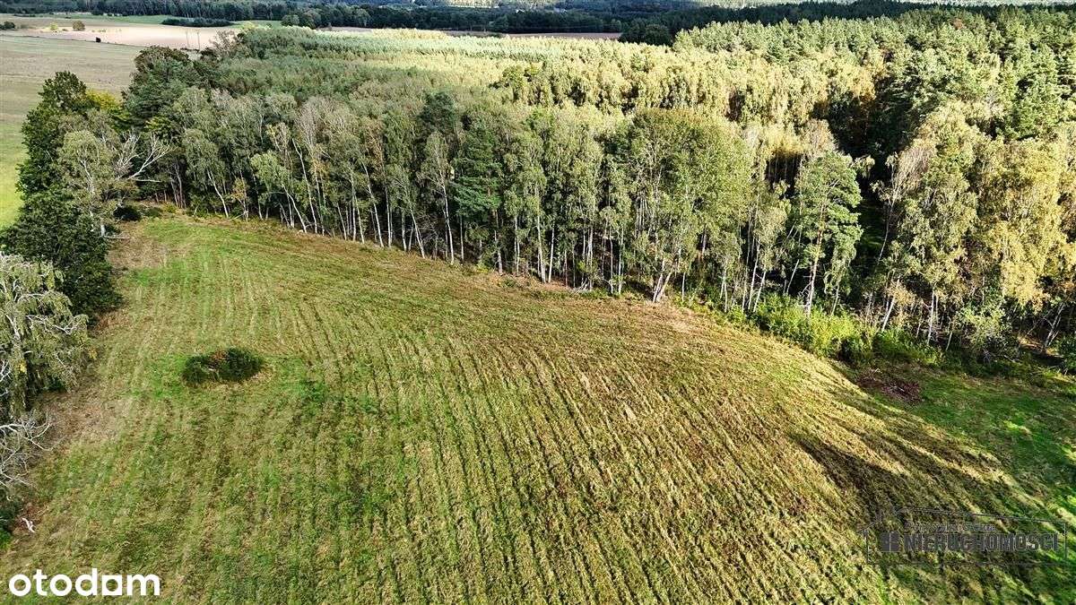 Pod Lasem Ok. 300 M Od Jeziora Pile - Dąbrowica --10