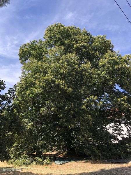 Herdade de 4000m2 perto da Guarda - Grande imagem: 4/11