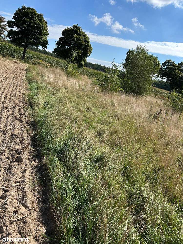 Sadowie | Działka w spokojnej okolicy 1303m2 - Pełny obrazek: 4/6