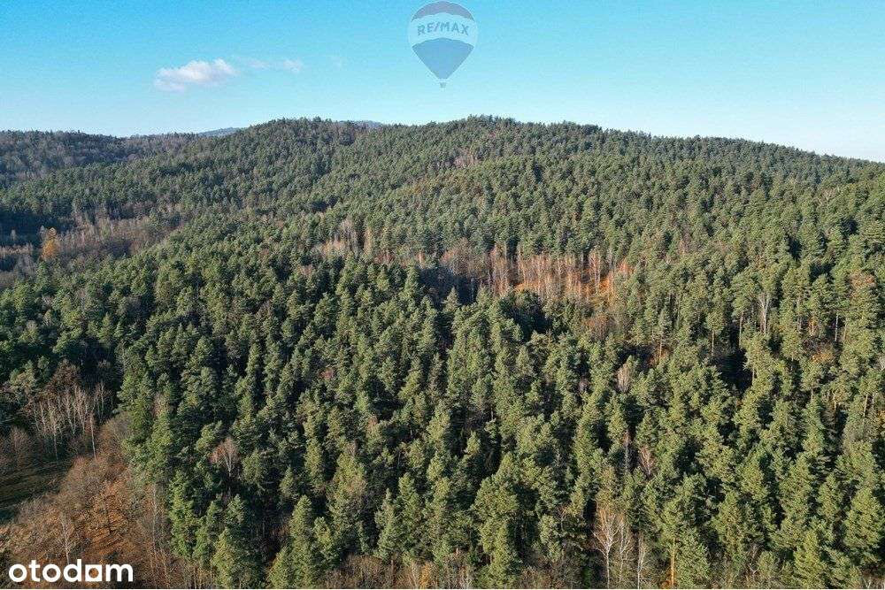 Działka Leśna - Gratka Dla Inwestora - Pełny obrazek: 4/12