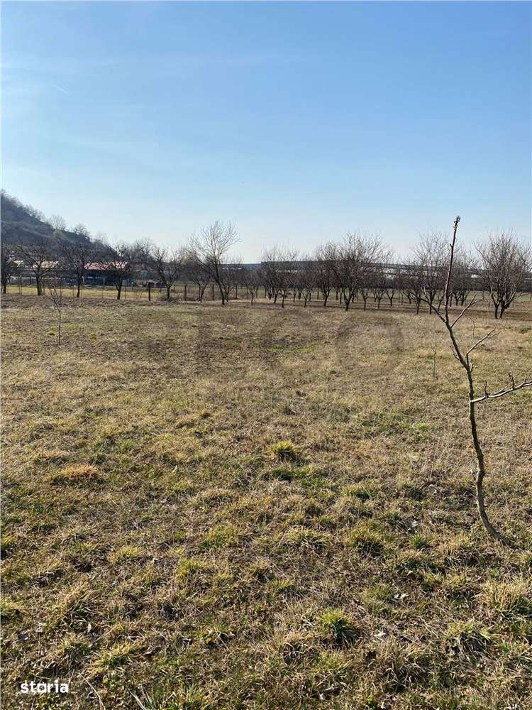 RECO  Teren intravilan in zona Alesd  Sat  Subpiatra 800mp - Imagine principală: 4/4