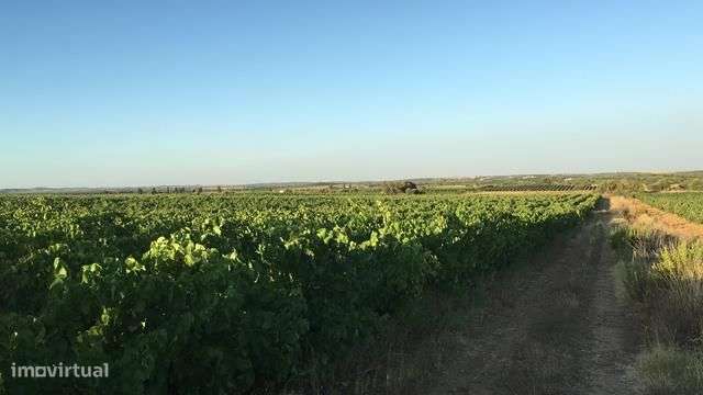 Vinha com 33ha - Grande imagem: 4/14