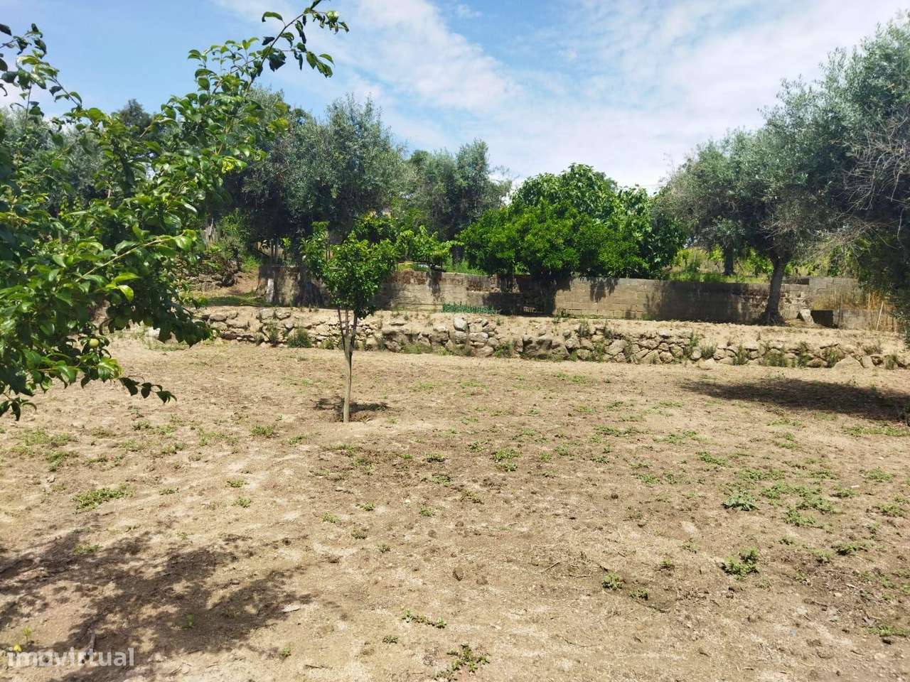 Terreno rústico | Lousa CTB, Castelo Branco-16