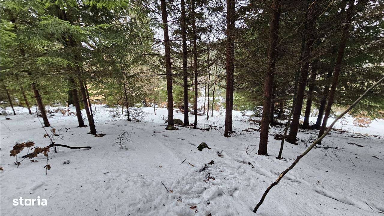 Teren superb extravilan in apropiere de Poiana Brasov-1