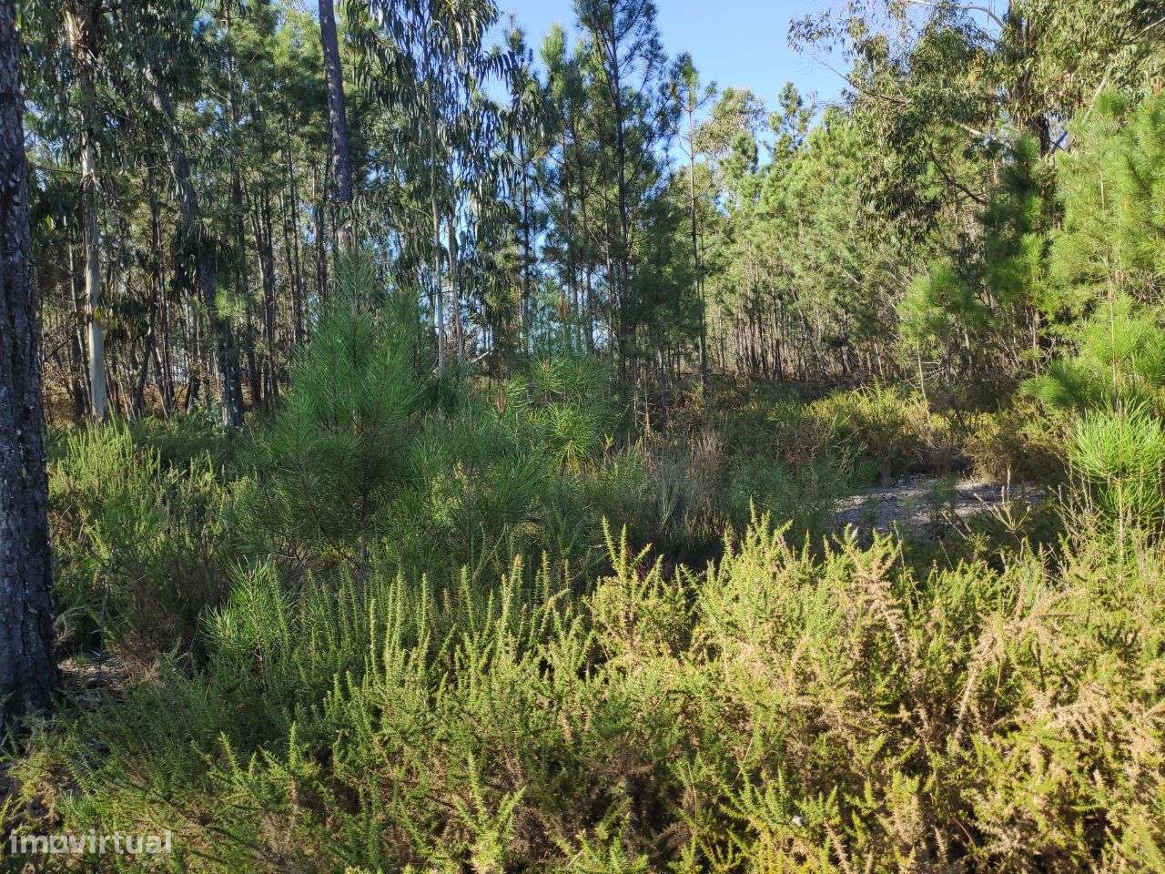 Terreno Rústico a 6 Kms do Centro - Grande imagem: 3/12