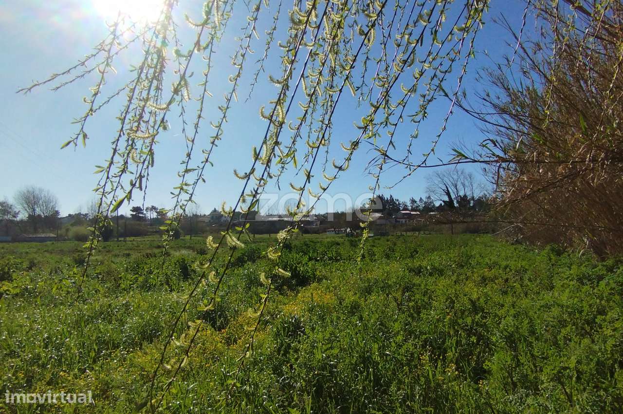 Terreno Rústico Leirão-7