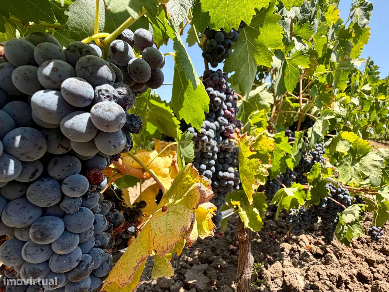 Herdade de Pandeira, Vinha e Olival em Produção em Reguengos de Monsar-7