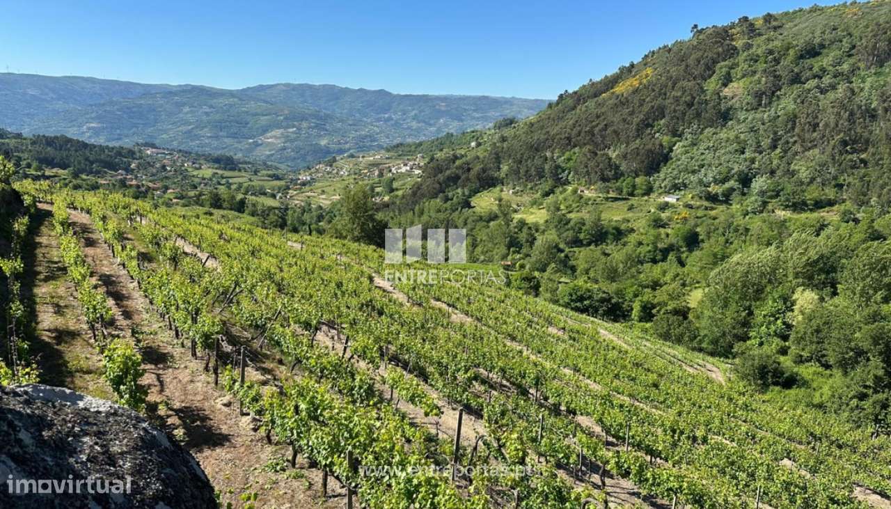 Venda Terreno, Sta. Marinha do Zêzere, Baião - Grande imagem: 3/27