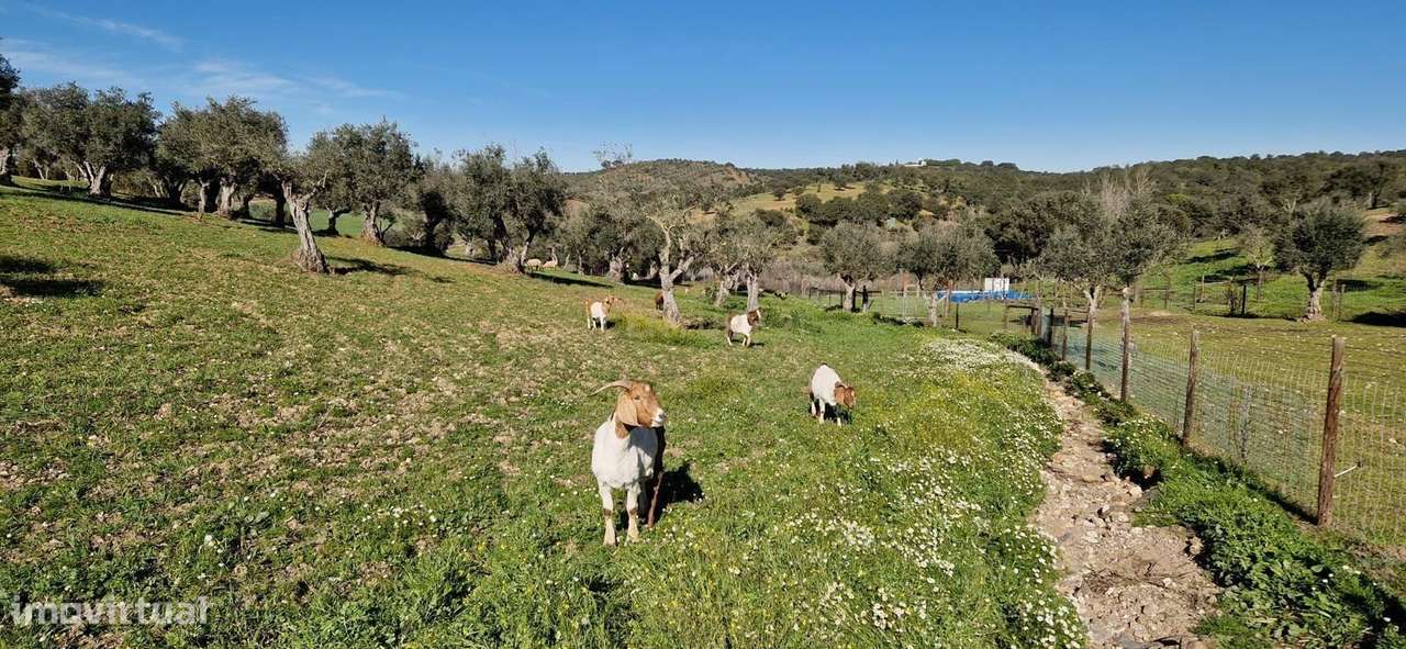 Herdade de 62 Hectares no Coração do Alentejo – Évora  - Agricultura --16