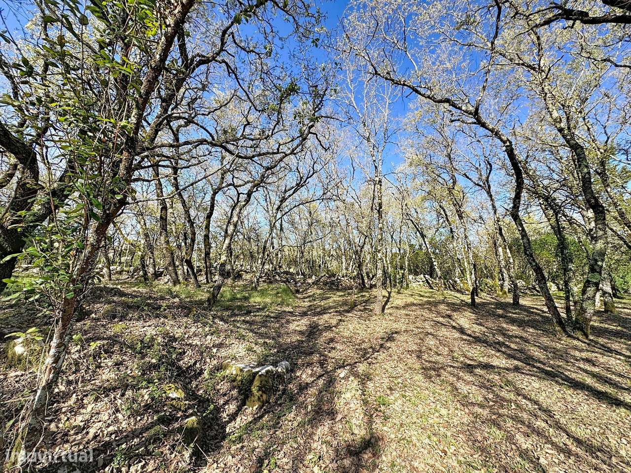 O lugar ideal para construir em plena natureza – Alcobaça - Grande imagem: 2/27