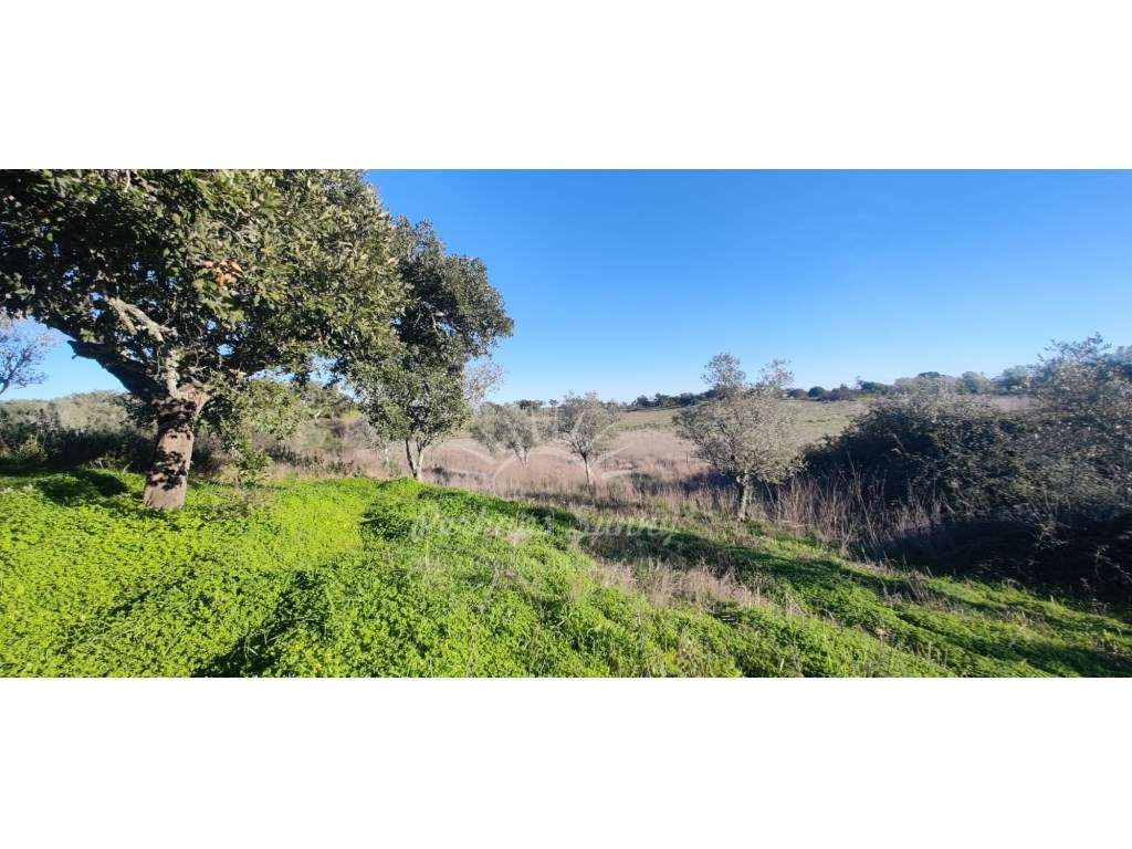 TERRENO RÚSTICO PARA VENDA - UMA OPORTUNIDADE NA SERRA DE GRÂNDOLA-20