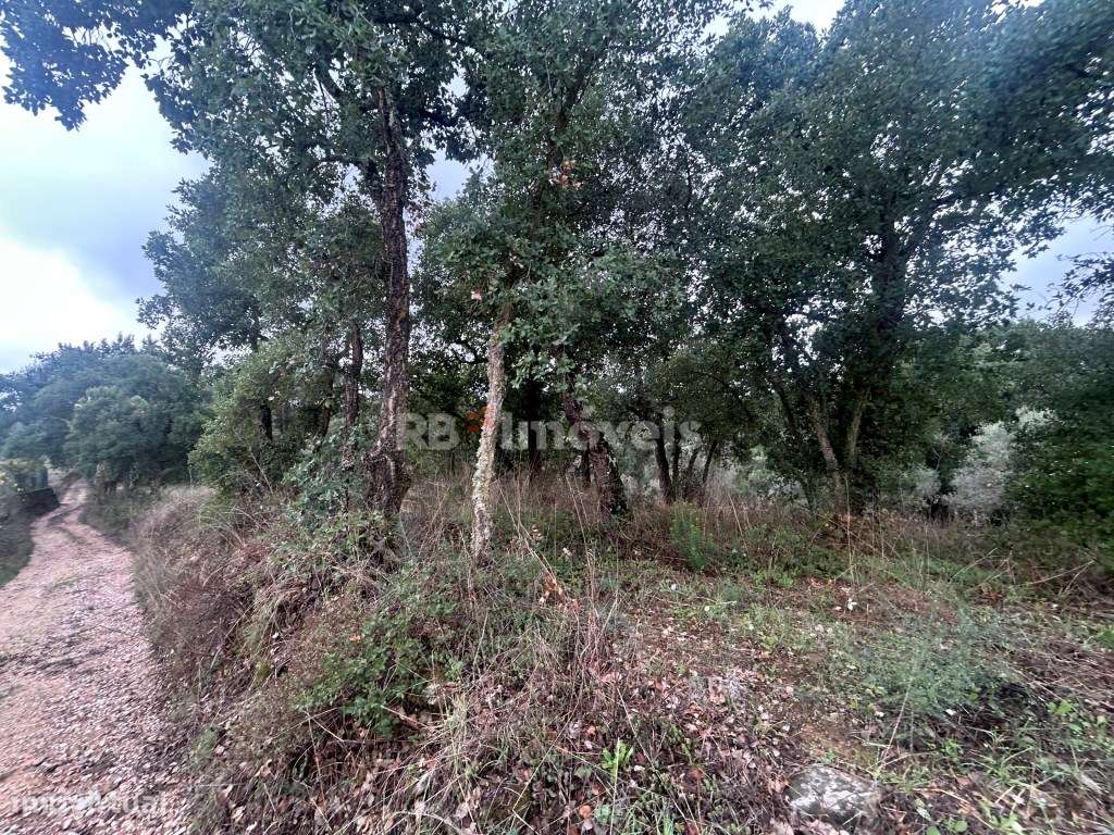 Terreno rústico com eucaliptal e ribeira - Aboboreira Fundeira, Tomar - Grande imagem: 2/15