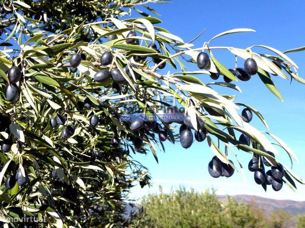 Olival de 100ha. Portugal, Barca DAlva. - Grande imagem: 3/9