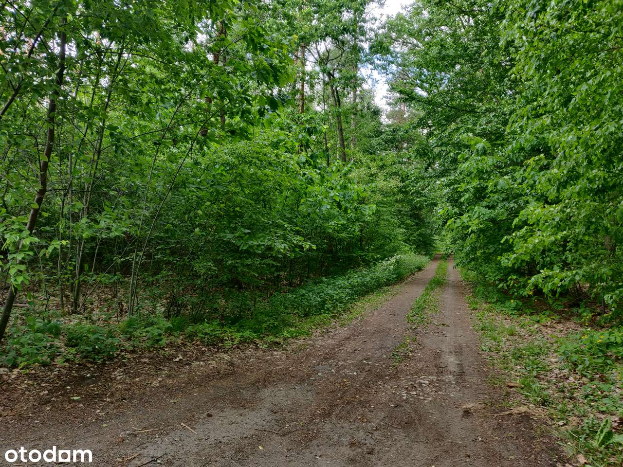 Nieruchomosc dzialka rolno-budowlana z lasem - Pełny obrazek: 4/7