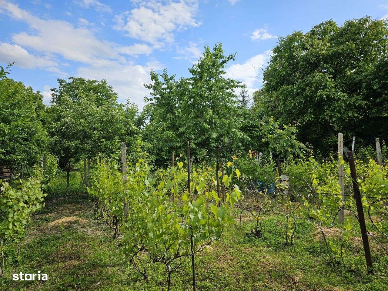 Teren 400- 600 mp Iasi Copou Al. Sadoveanu Viticultori - Imagine principală: 5/6