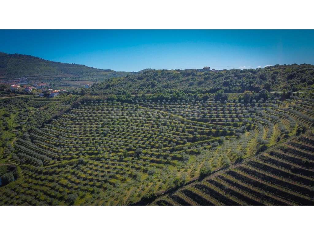 Magnifico terreno agricola com olival e amendoal na região do Douro... - Grande imagem: 3/12