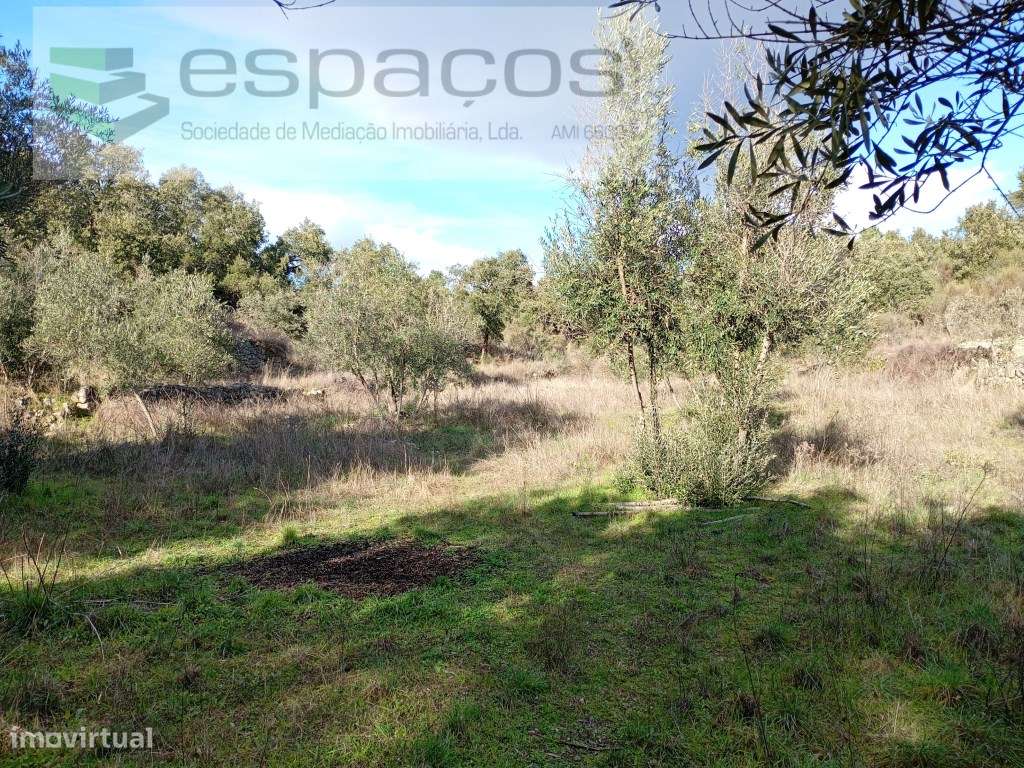 Terreno Rústico a 15 minutos de Castelo Branco-10