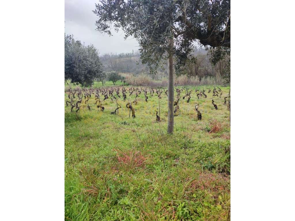 Terreno para Construção - Portela da Mata - Grande imagem: 5/5