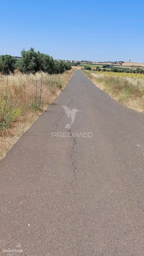 Terreno Agricola com Oliveiras - Grande imagem: 2/21