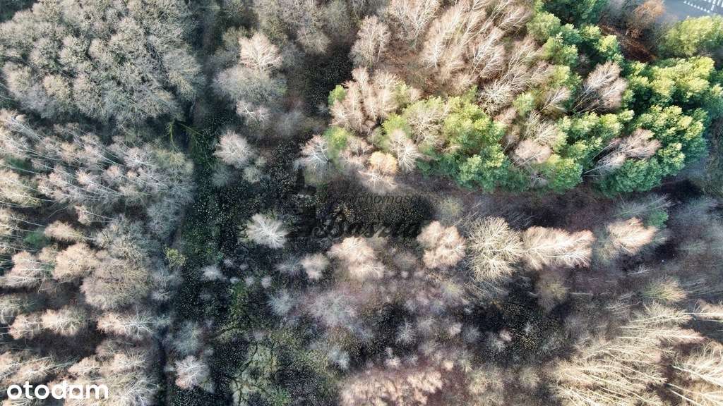 Atrakcyjna działka, blisko Lasu Chojnowskiego - Pełny obrazek: 4/4