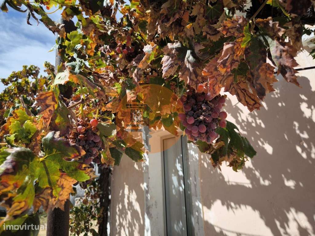 MORADIA T3 COM 320 M2 DE TERRENO E COM ANEXO - POÇO E FURO - CORTE ... - Grande imagem: 5/60