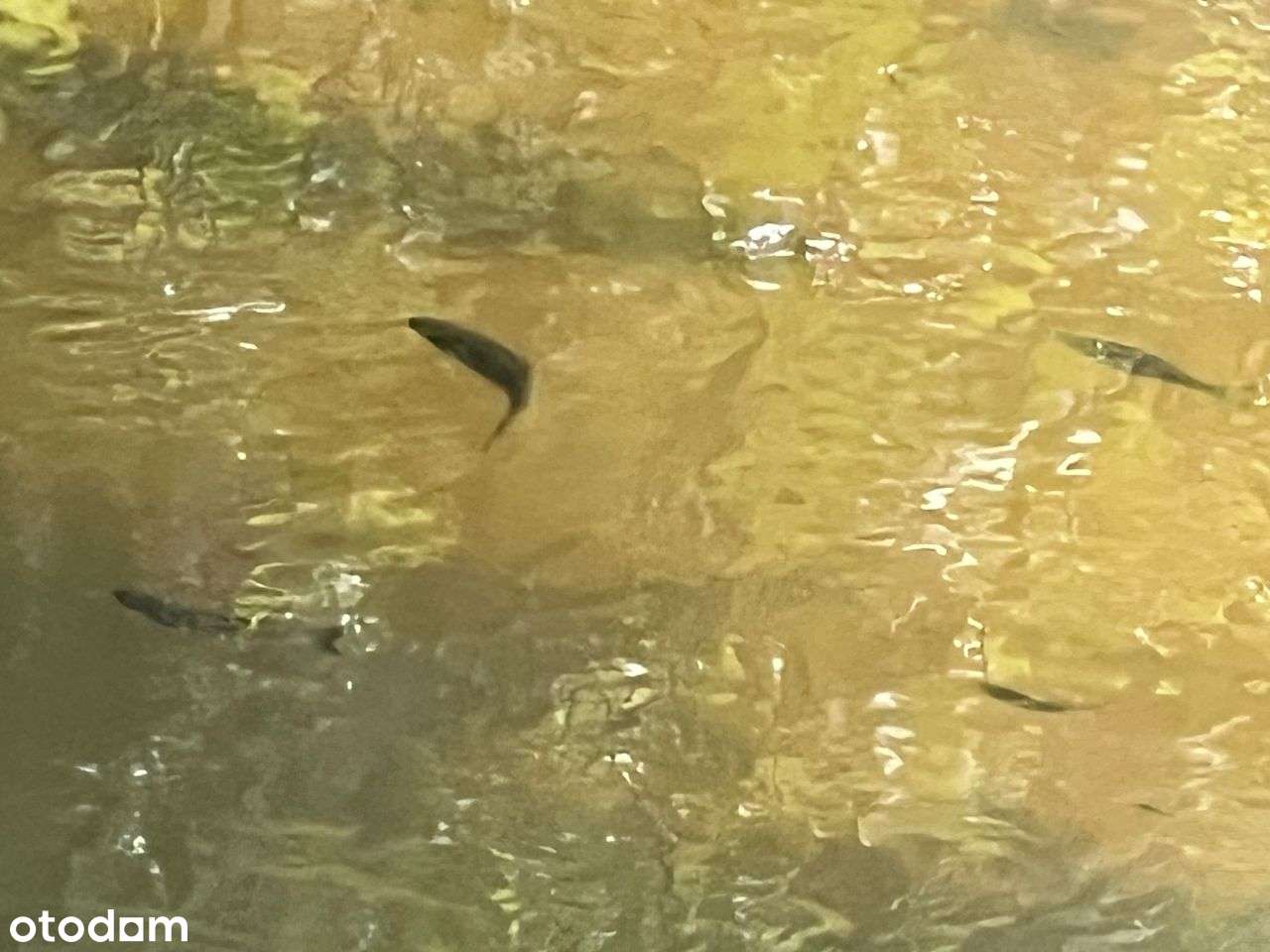 Działki rekreacyjne nad rzeką Wartą-możliwe raty!-10