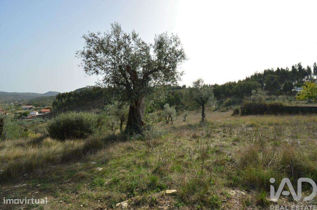 Terreno em Alvorge de 3365,00 m2 - Grande imagem: 4/5