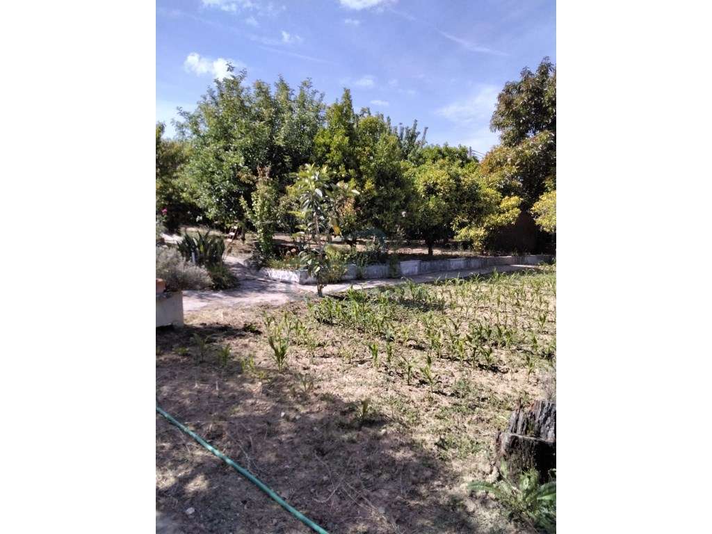 Duas Moradias com Terreno na Ribeira Branca - Natureza, Privacidade...-31