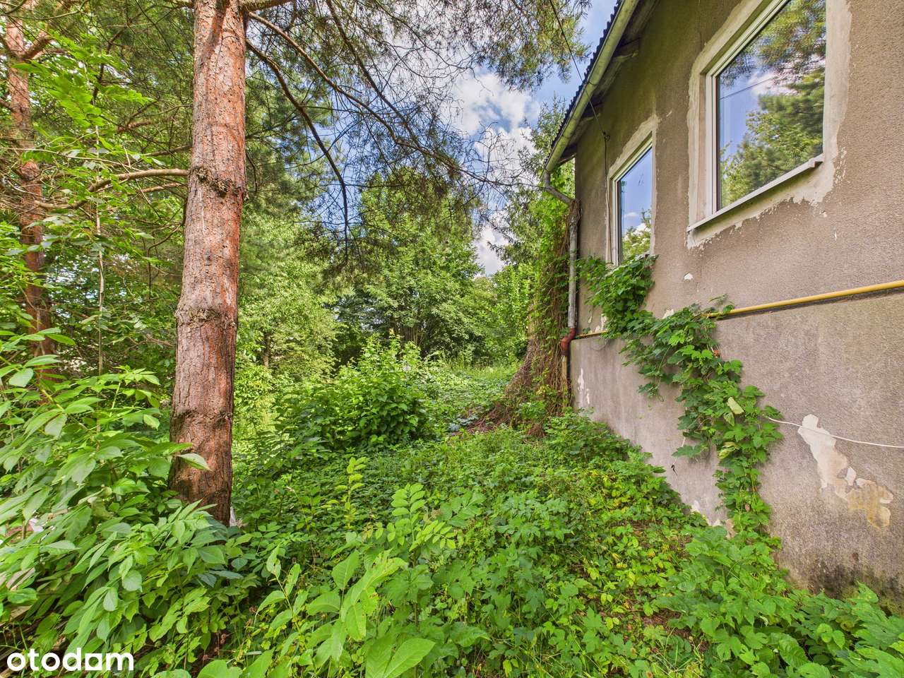 Zielona Działka z Własnym Źródłem i Stawem w Świetnej Lokalizacji!-8