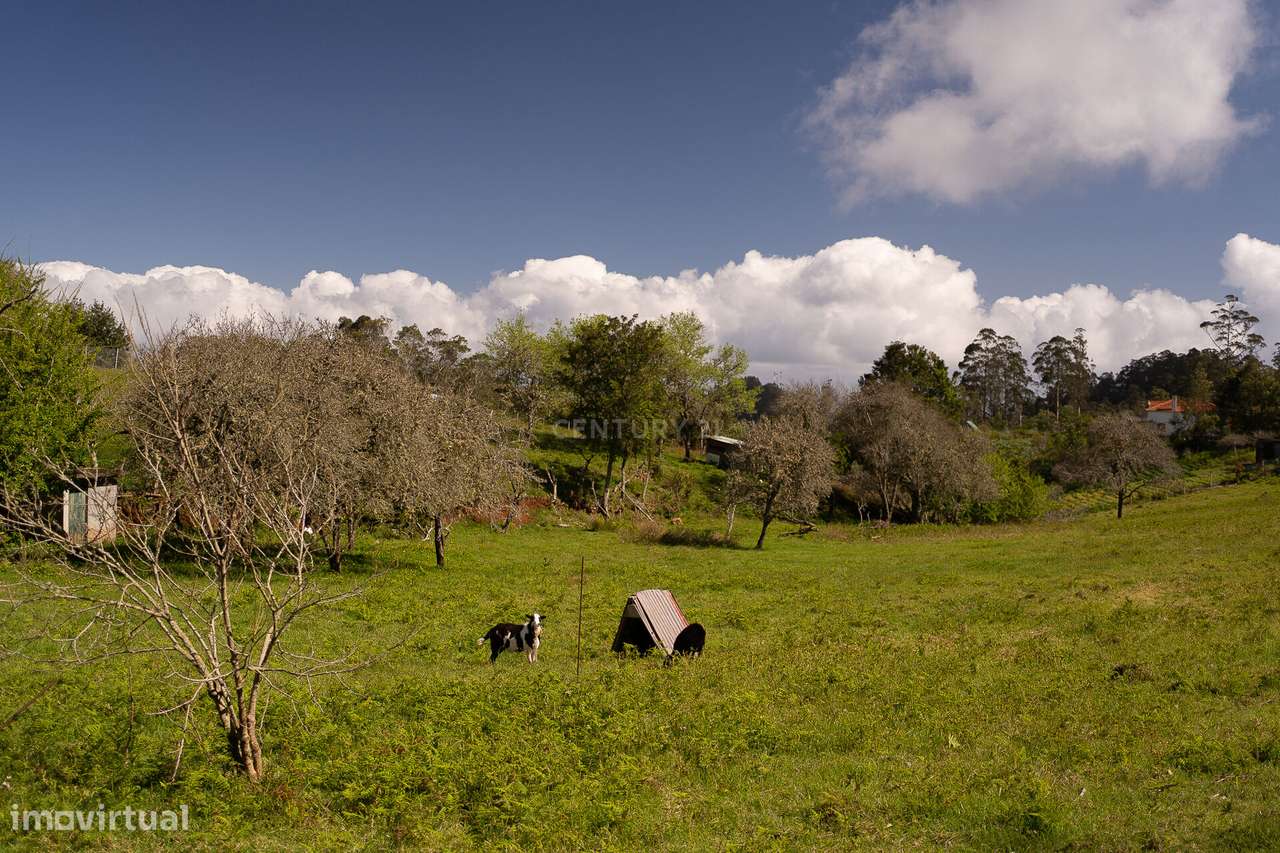 Terreno de 12.810 mts2 com Possibilidade de Construção em Santana, Mad - Grande imagem: 5/16