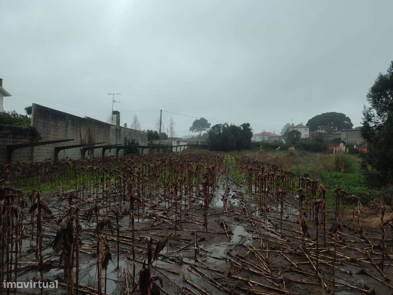 Terreno em zona de construção, Forjães - Grande imagem: 3/3