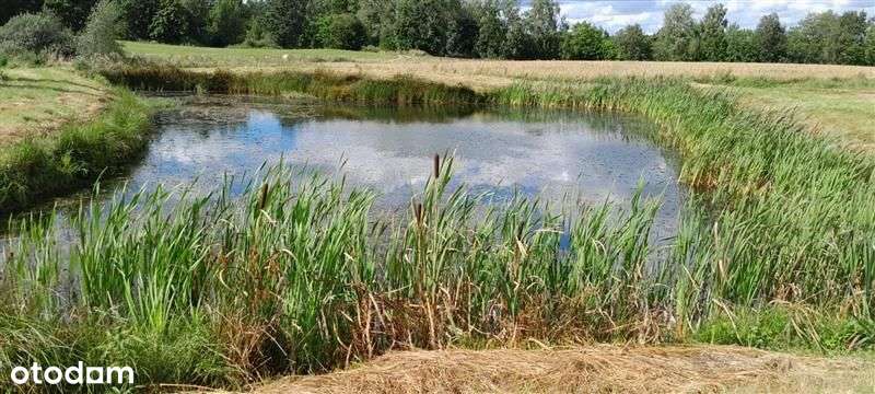 Gospodarstwo rolne - Mierzeszyn - Pełny obrazek: 4/14