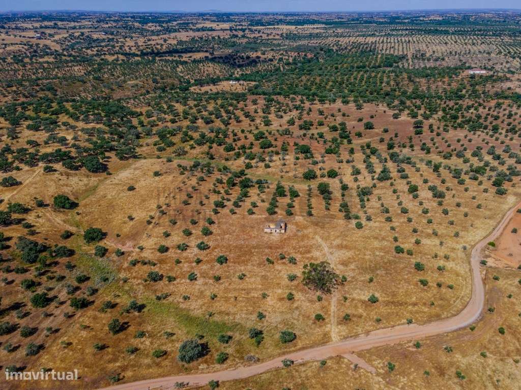 Pequena Quinta com Ruína para Recuperar em Vila Nova de São Bento-8