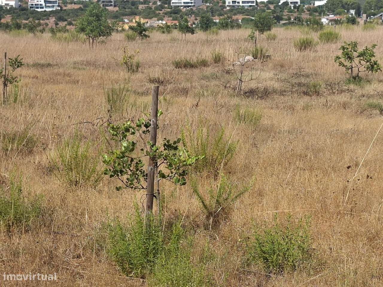 Propriedade agrícola com 78.640 m2 em Vale da Lama, Odiáxere.-14