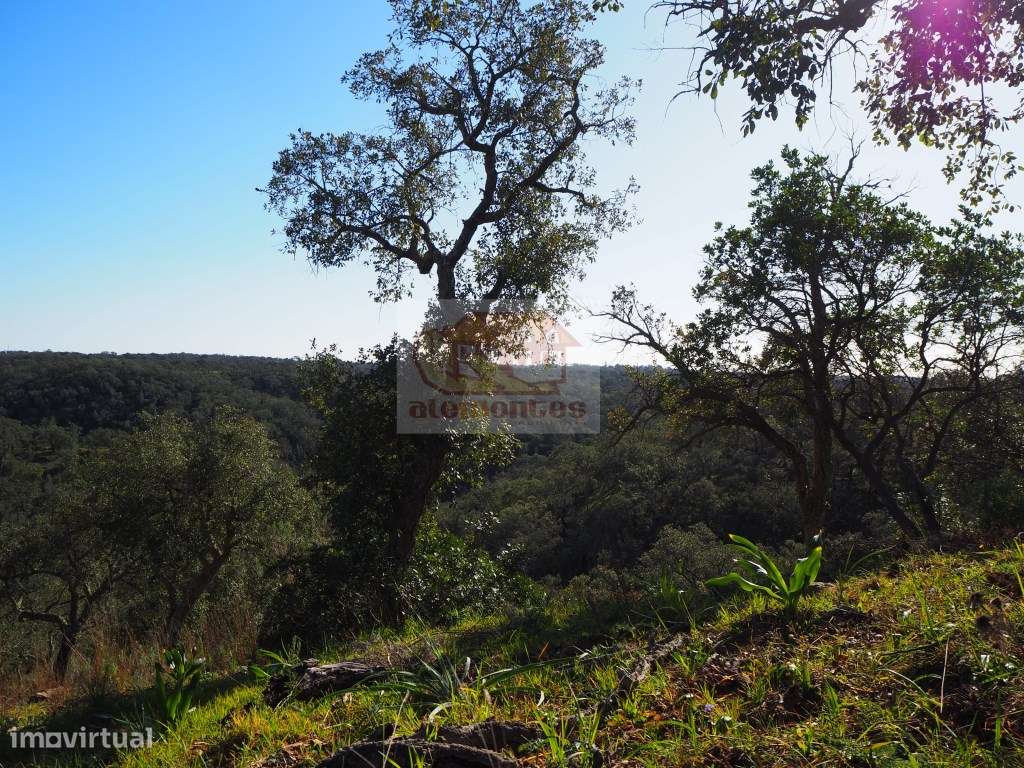 Terreno com montado de sobro - São Francisco da Serra - Grande imagem: 3/8