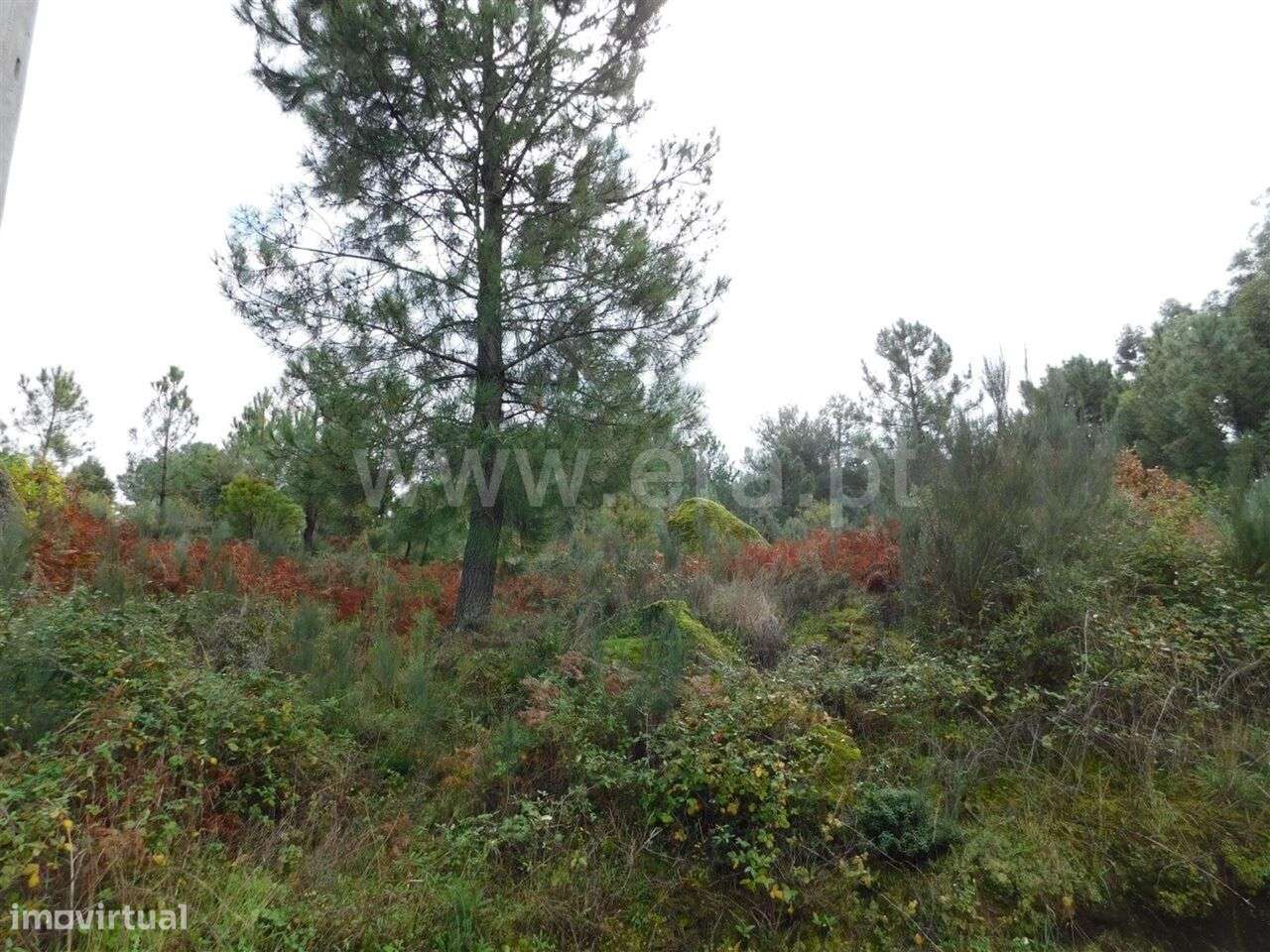 Terreno Rústico / Fundão, Pêro Viseu - Grande imagem: 4/6