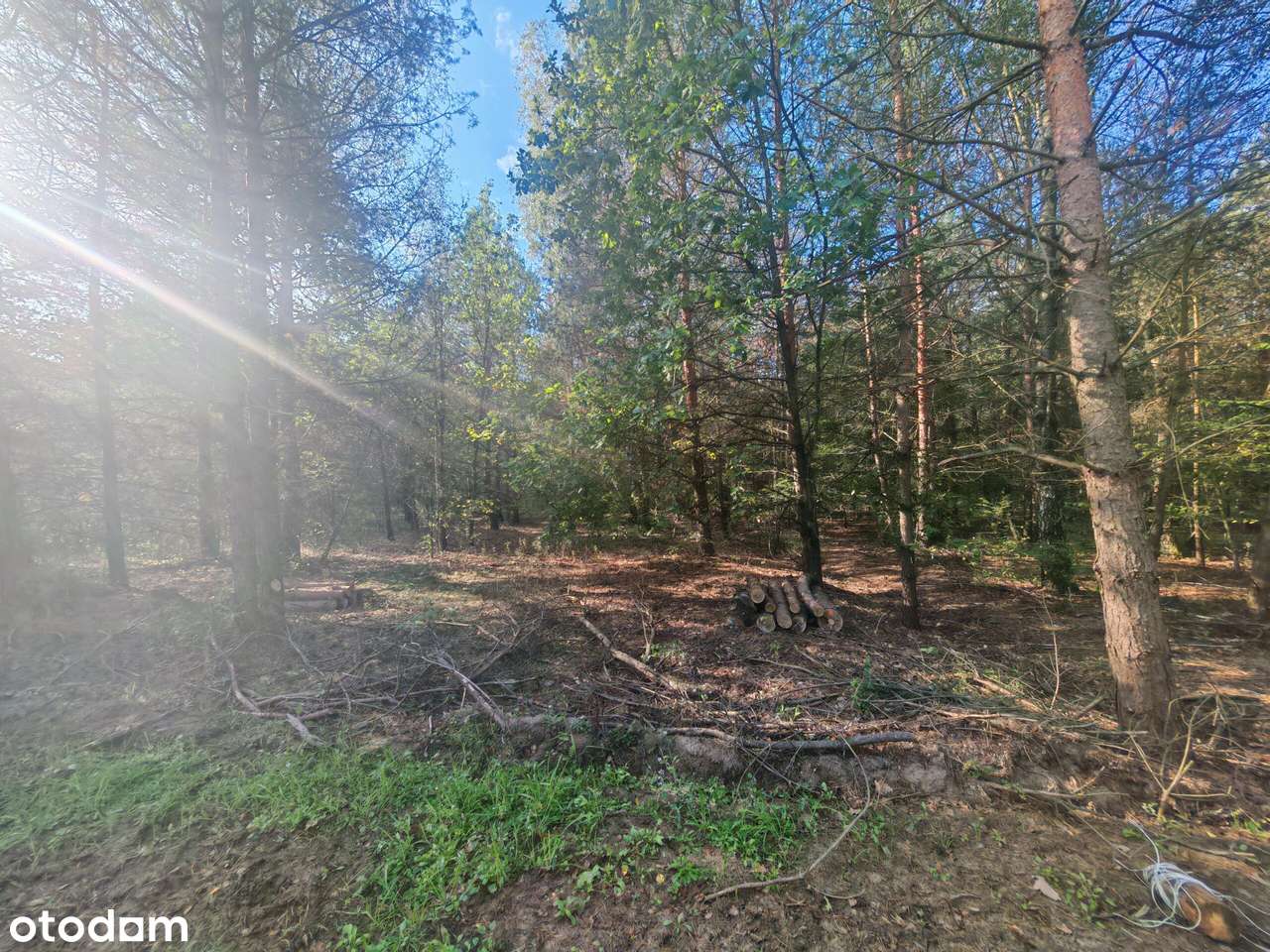 Bezpośrednio przy Puszczy Kampinoskiej-0