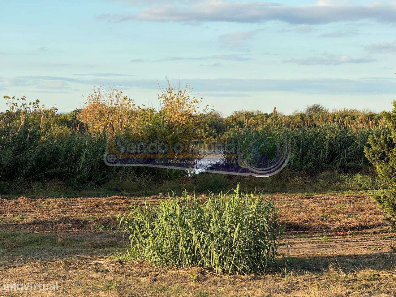 Terreno em Escaroupim - Salvaterra de Magos (S544) - Grande imagem: 4/11