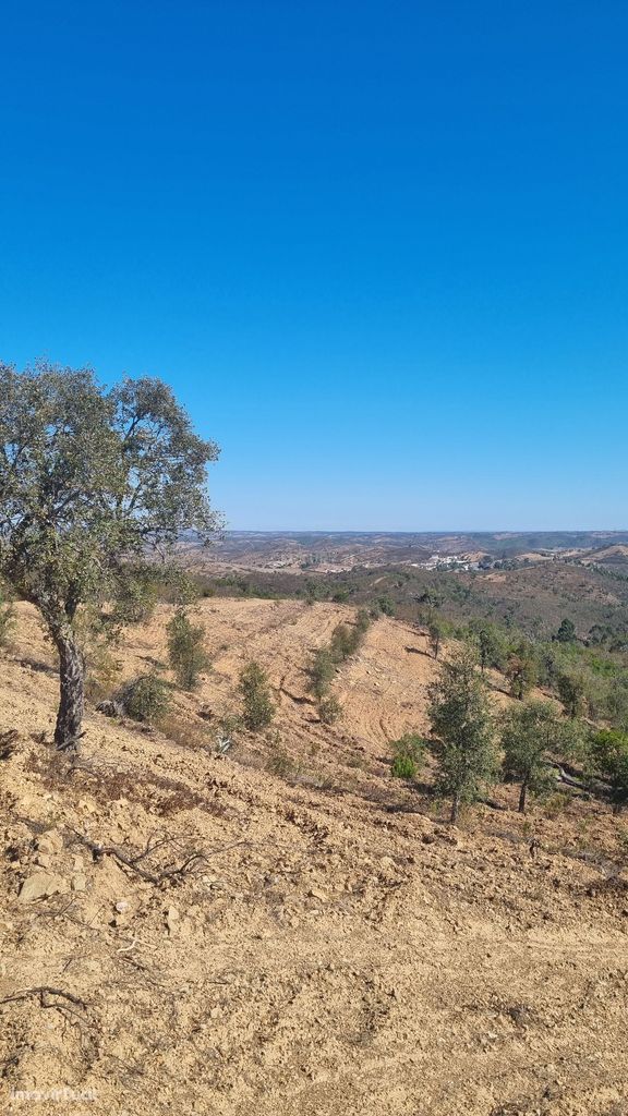 Terreno de 11H com rentabilidade