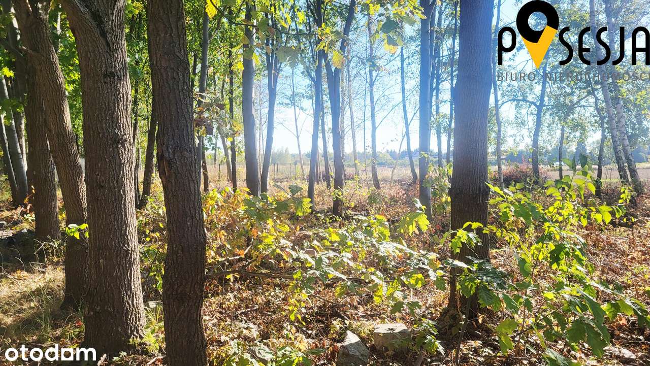 Działka budowlana 1000m2 Gołków wieś-Piaseczno - Pełny obrazek: 3/6