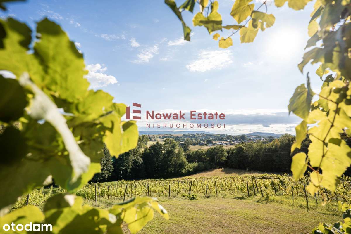 Winnica & Agroturystyka | gotowy biznes-3