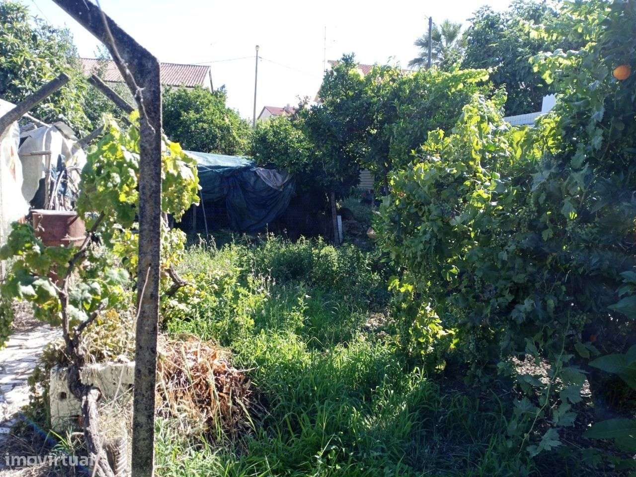 Lote - Grande imagem: 3/3