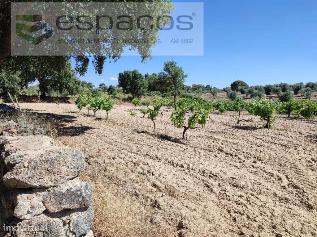 Vinha tradicional murada a pedra - Mata - Grande imagem: 4/5