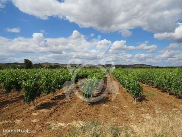 Terreno Agrícola de 11,1 ha com Vinha, Olival e Sistema de Rega – M... - Grande imagem: 4/34