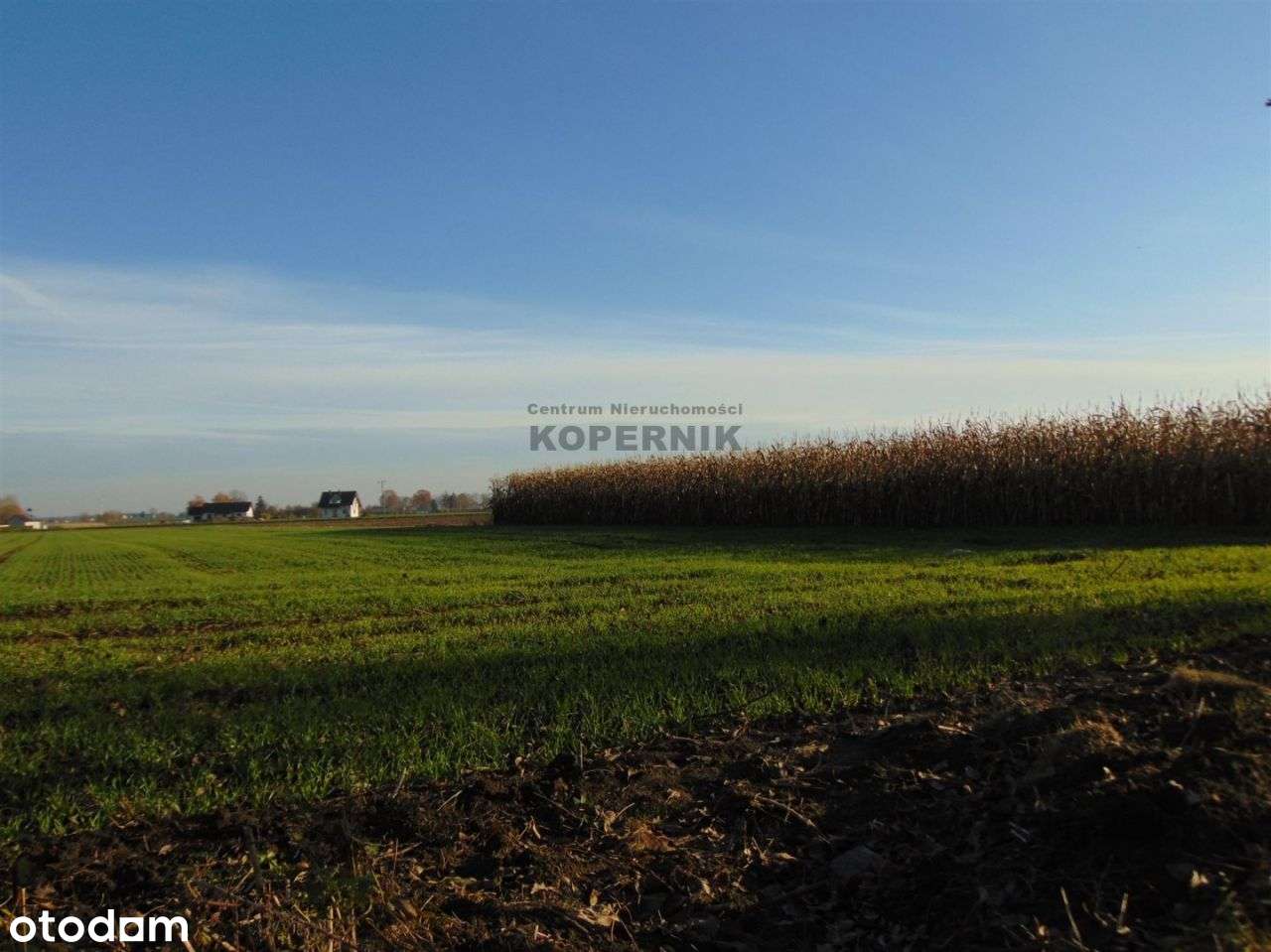 Siedlisko Wąpielsk!!!! - Pełny obrazek: 4/12